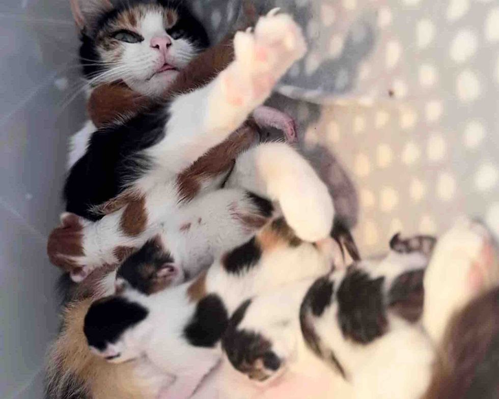 They Welcome 2 Cats from the Outdoors Just in Time, and Days Later, One of Them Brings Kittens into the World They Welcome 2 Cats from the Outdoors Just in Time, and Days Later, One of Them Brings Kittens into the World