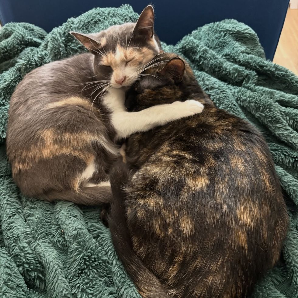 cat calico tortie friends