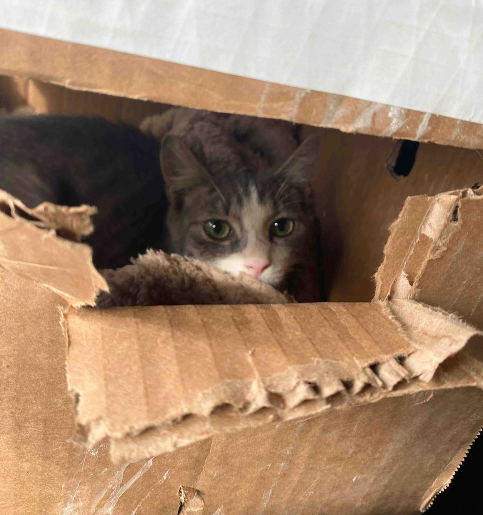cat cardboard box