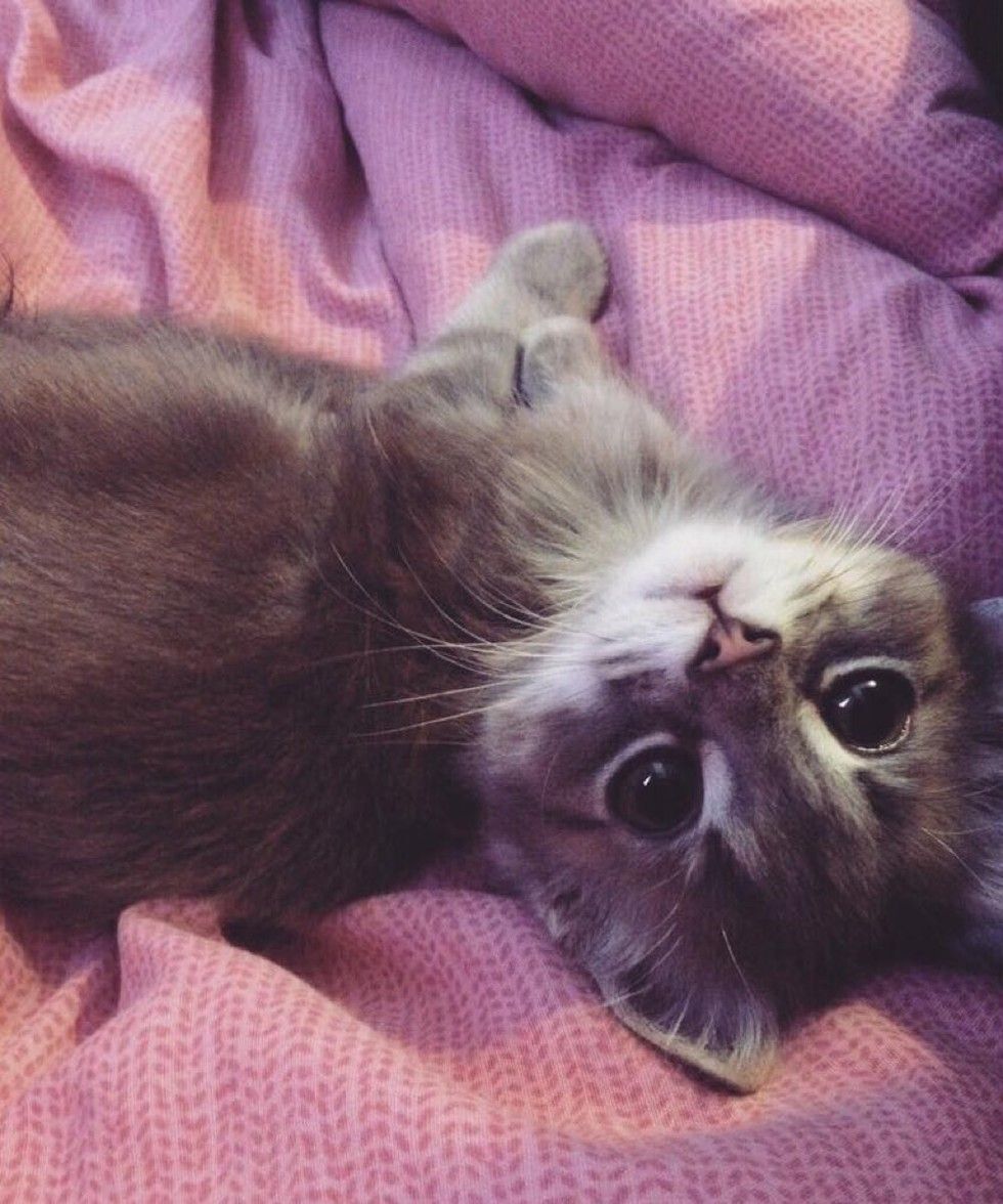 cat cares for dog with epilepsy