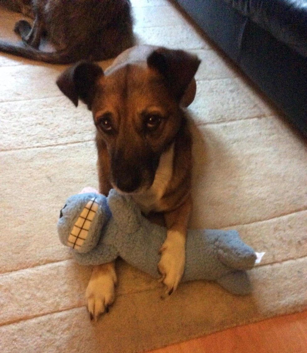 cat cares for dog with epilepsy