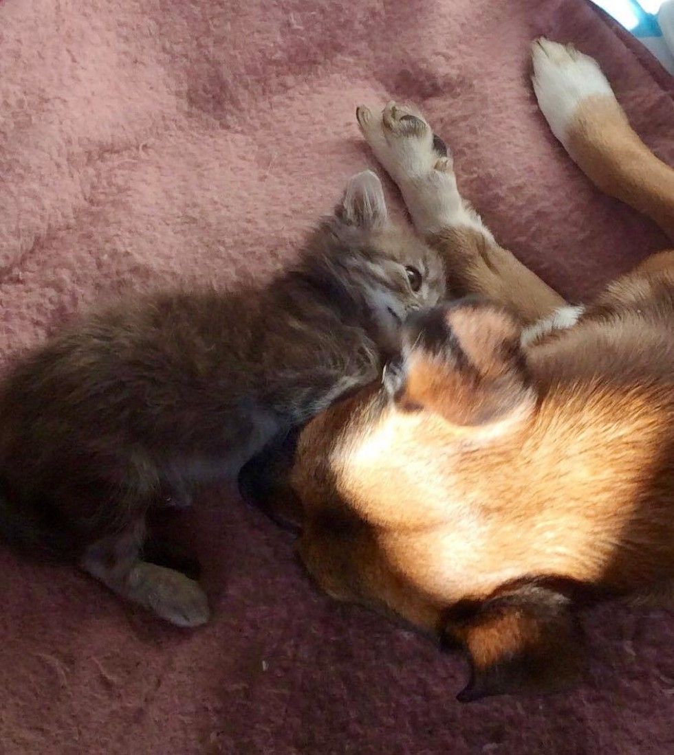 cat cares for dog with epilepsy