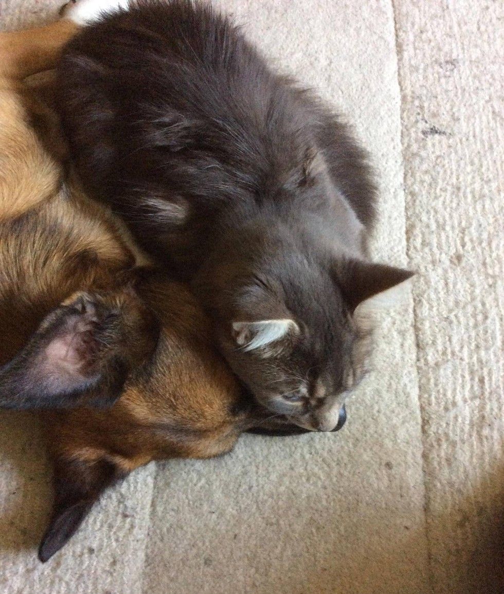 cat cares for dog with epilepsy