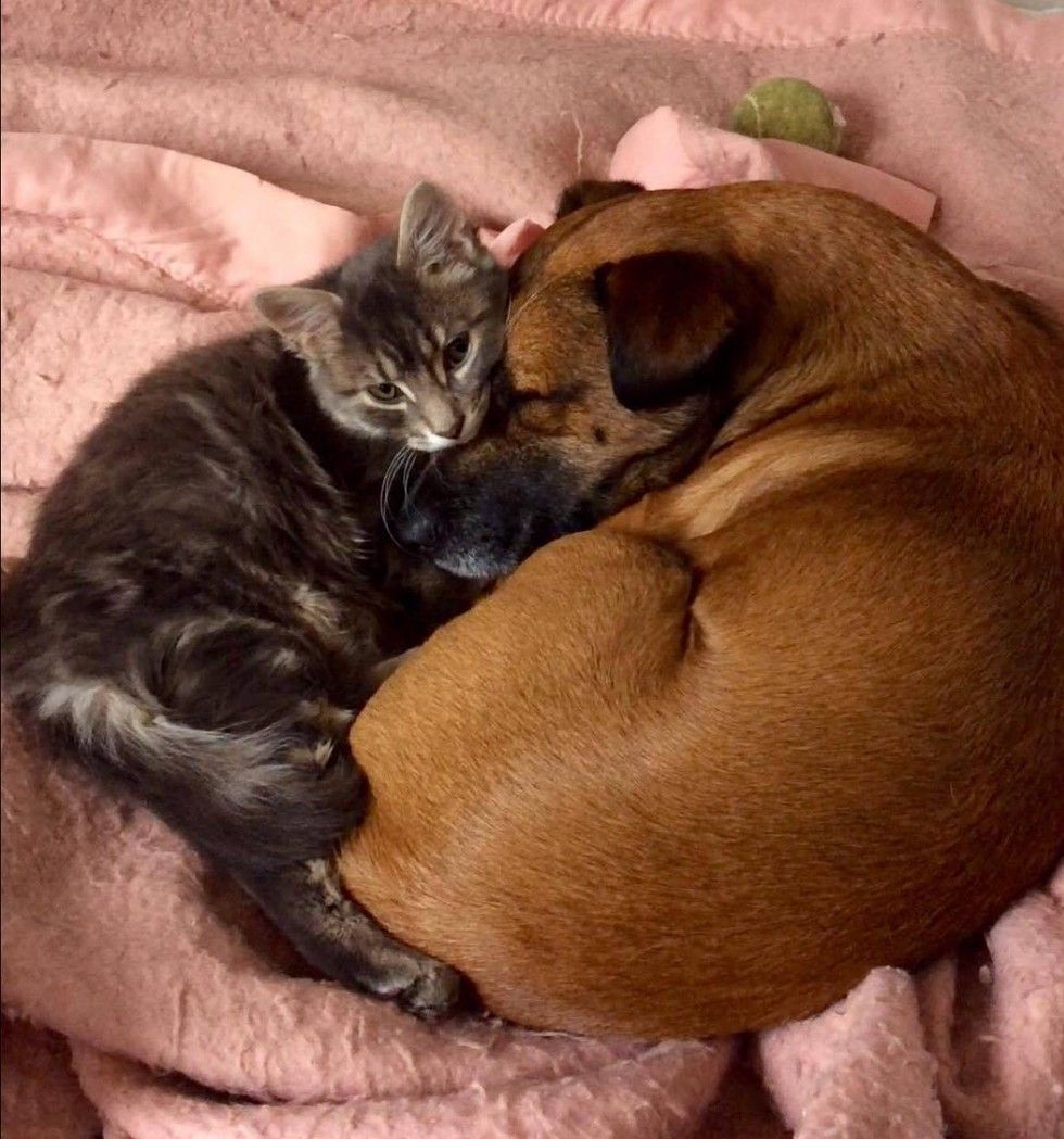 cat cares for dog with epilepsy