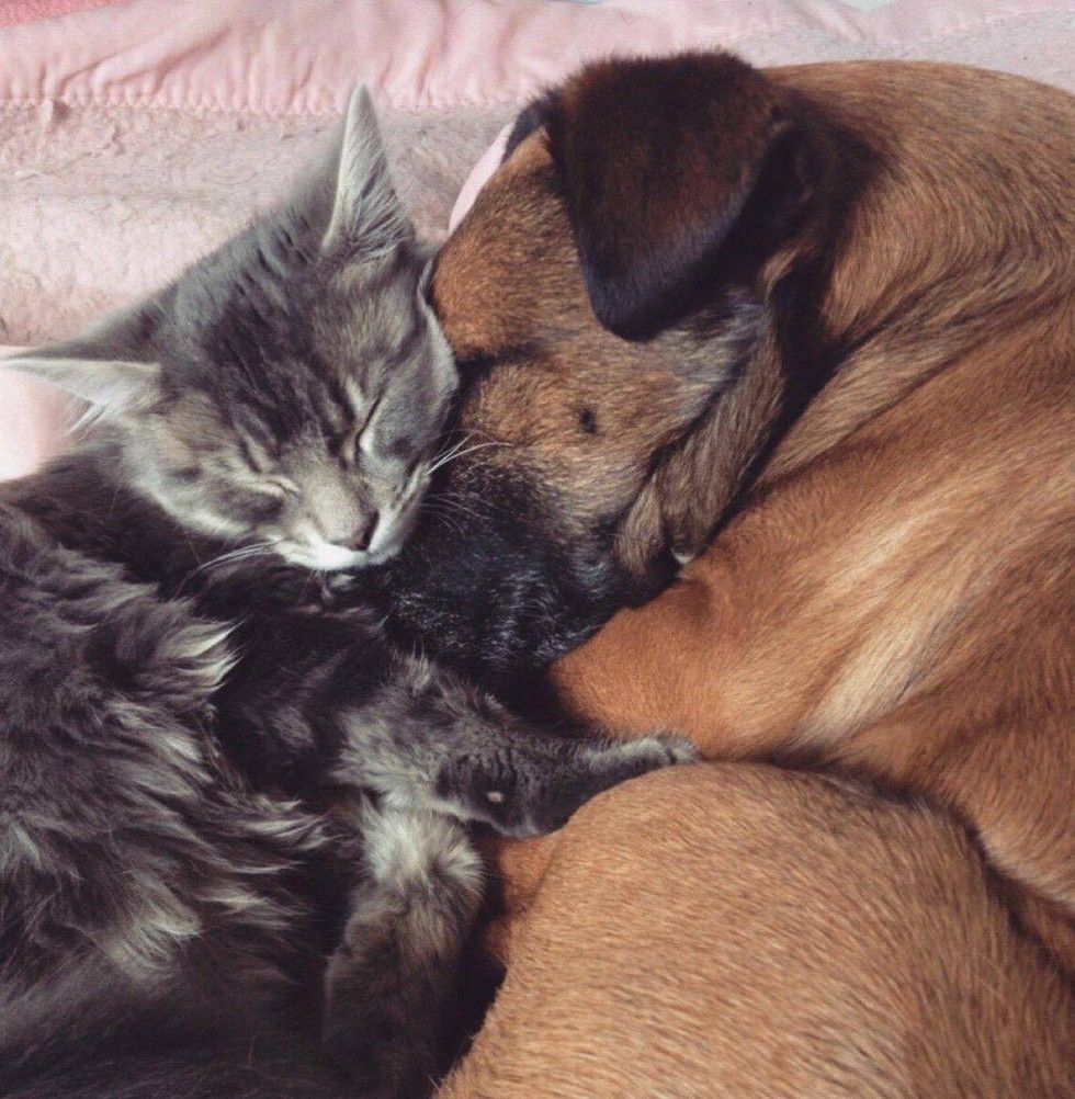 cat cares for dog with epilepsy