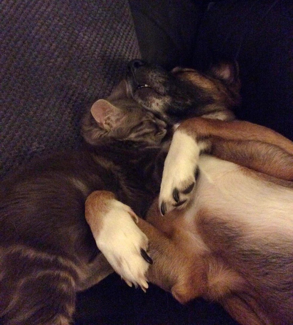 cat cares for dog with epilepsy