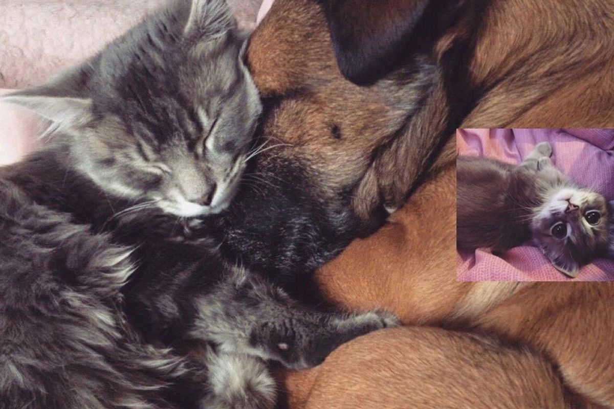 cat cares for dog with epilepsy