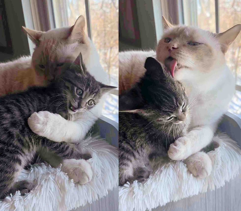 cat cares foster kitten