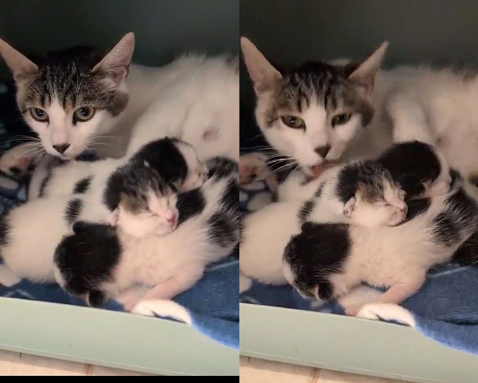 cat caring kittens newborn