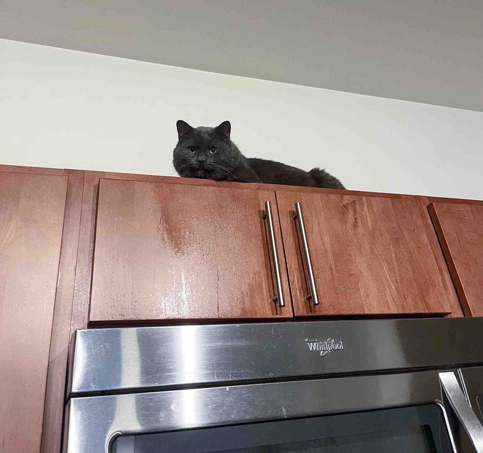 cat cheeks cabinets perch