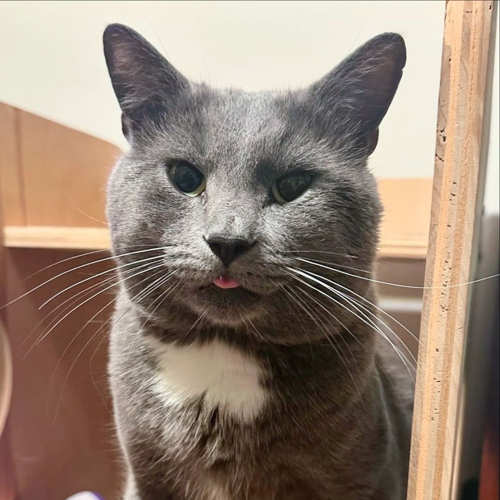 cat cheeks tongue cute