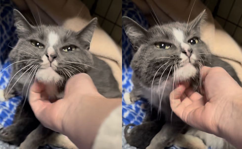cat chin scritches