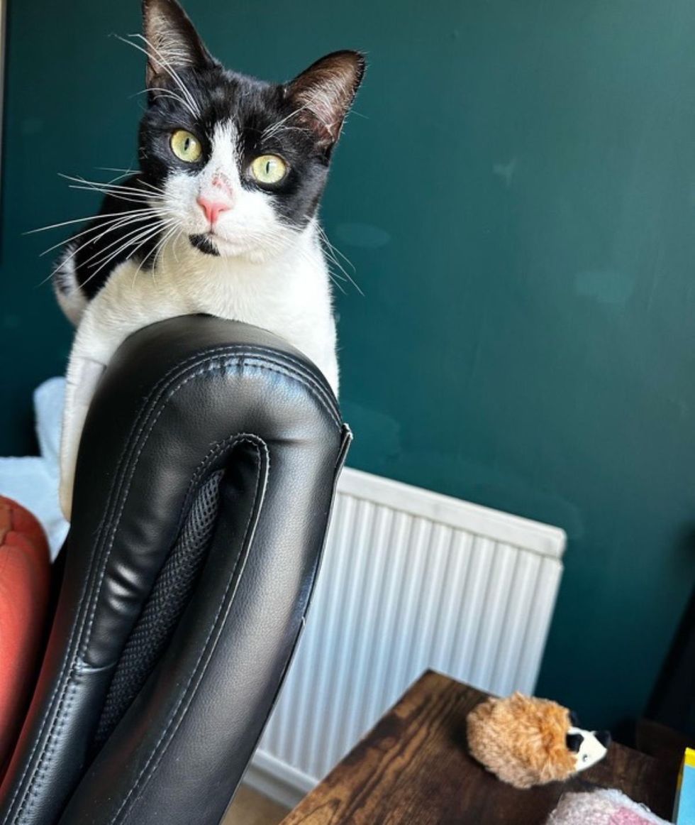 cat claims chair office