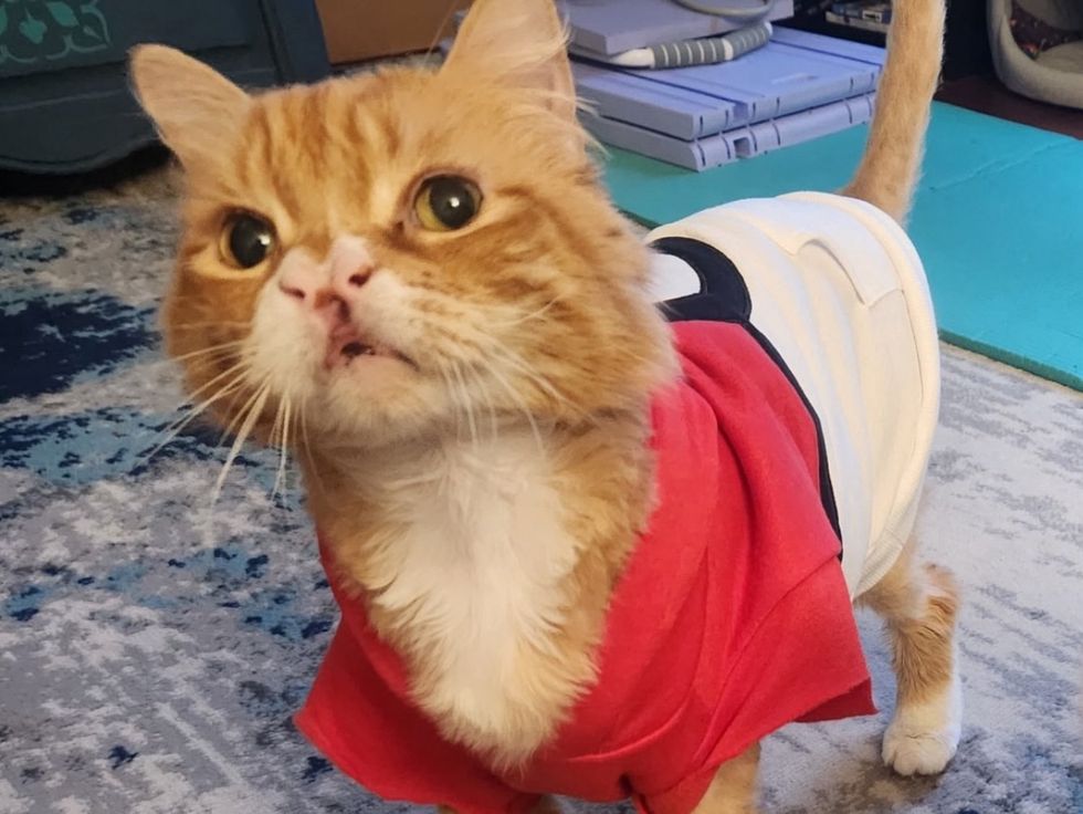 cat cleft nose happy