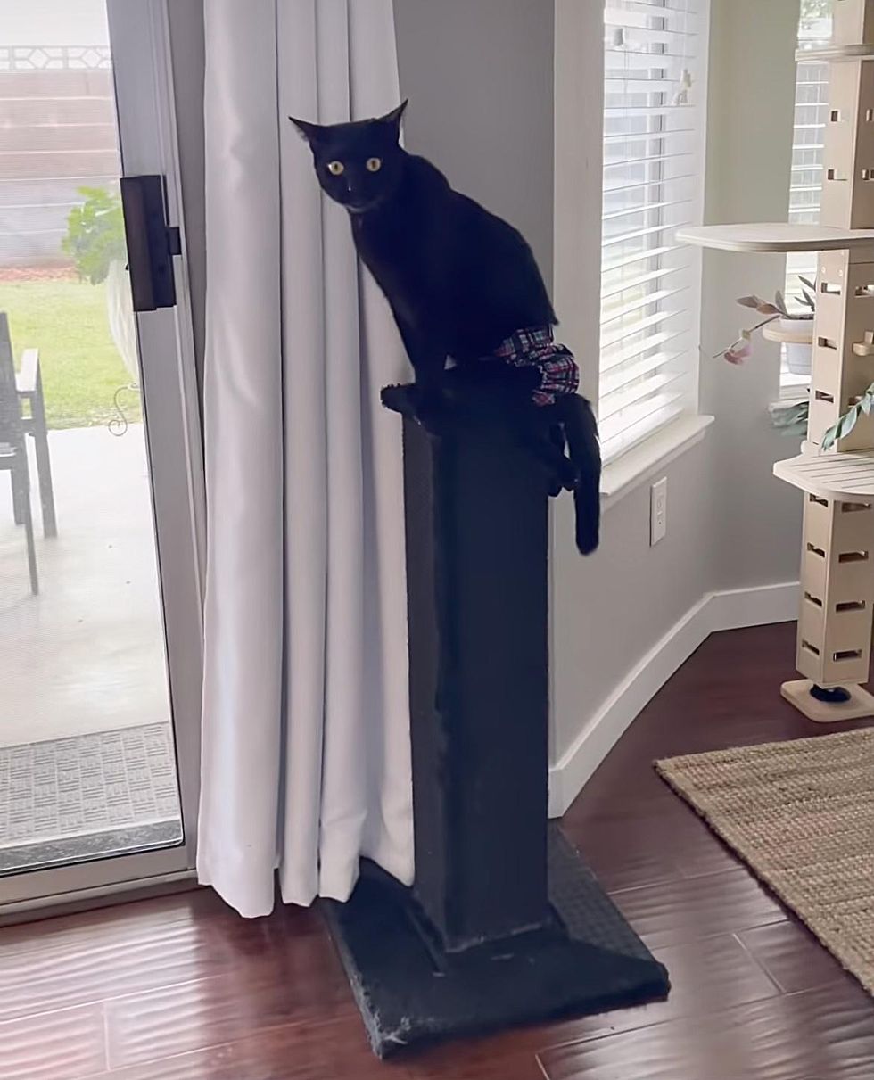 cat climber