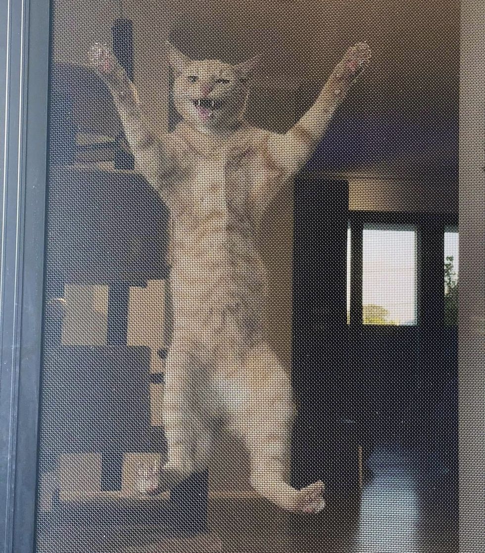 cat climbing screen door