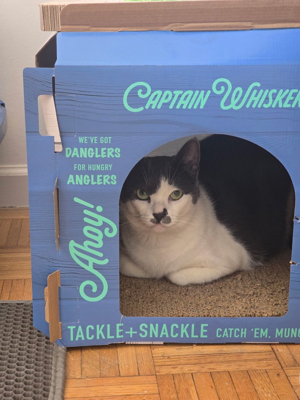 cat comfortable in sleeping box
