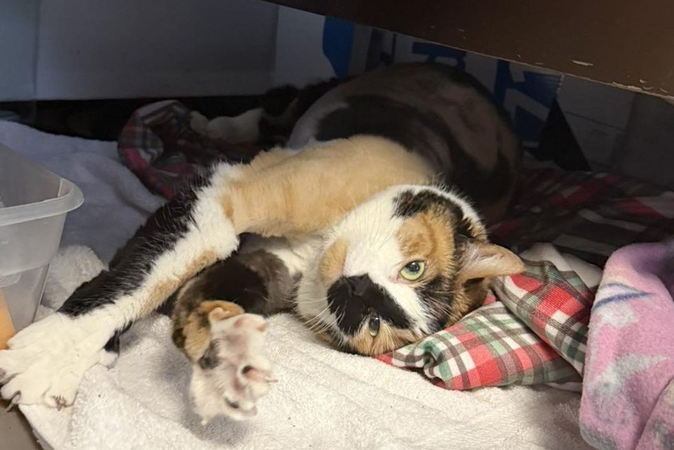 cat comfortable on blankets