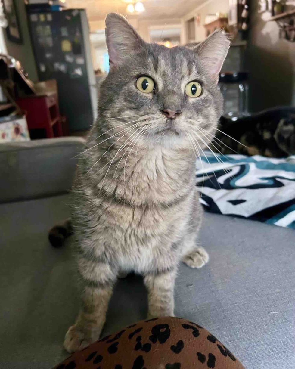 cat companion curious