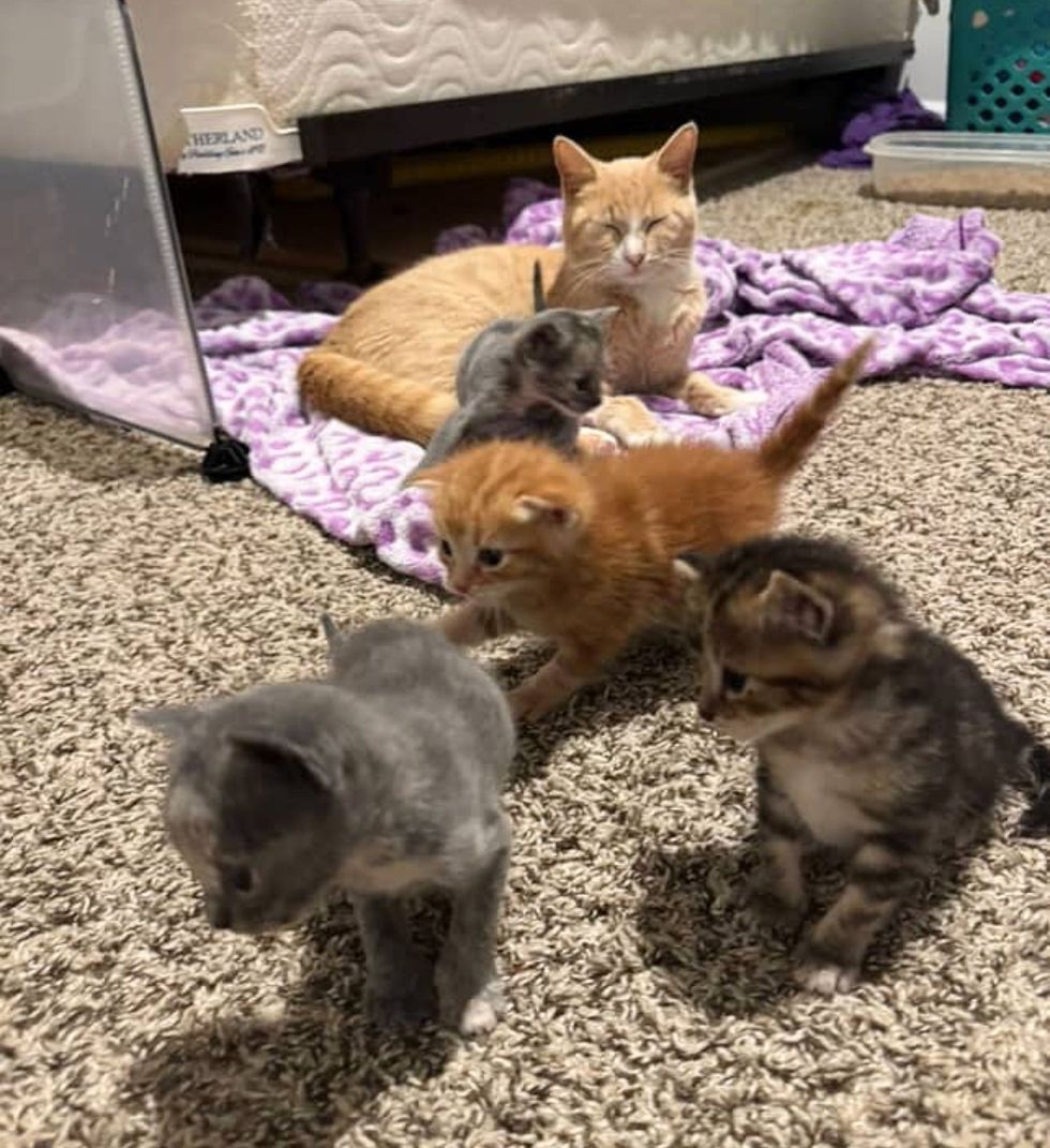 cat content curious kittens