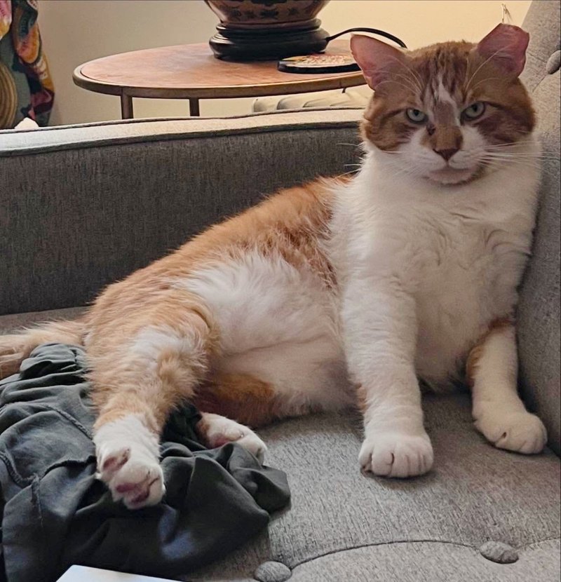 cat couch potato