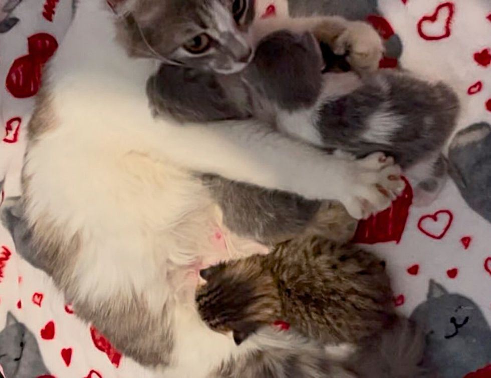 cat cradling kittens