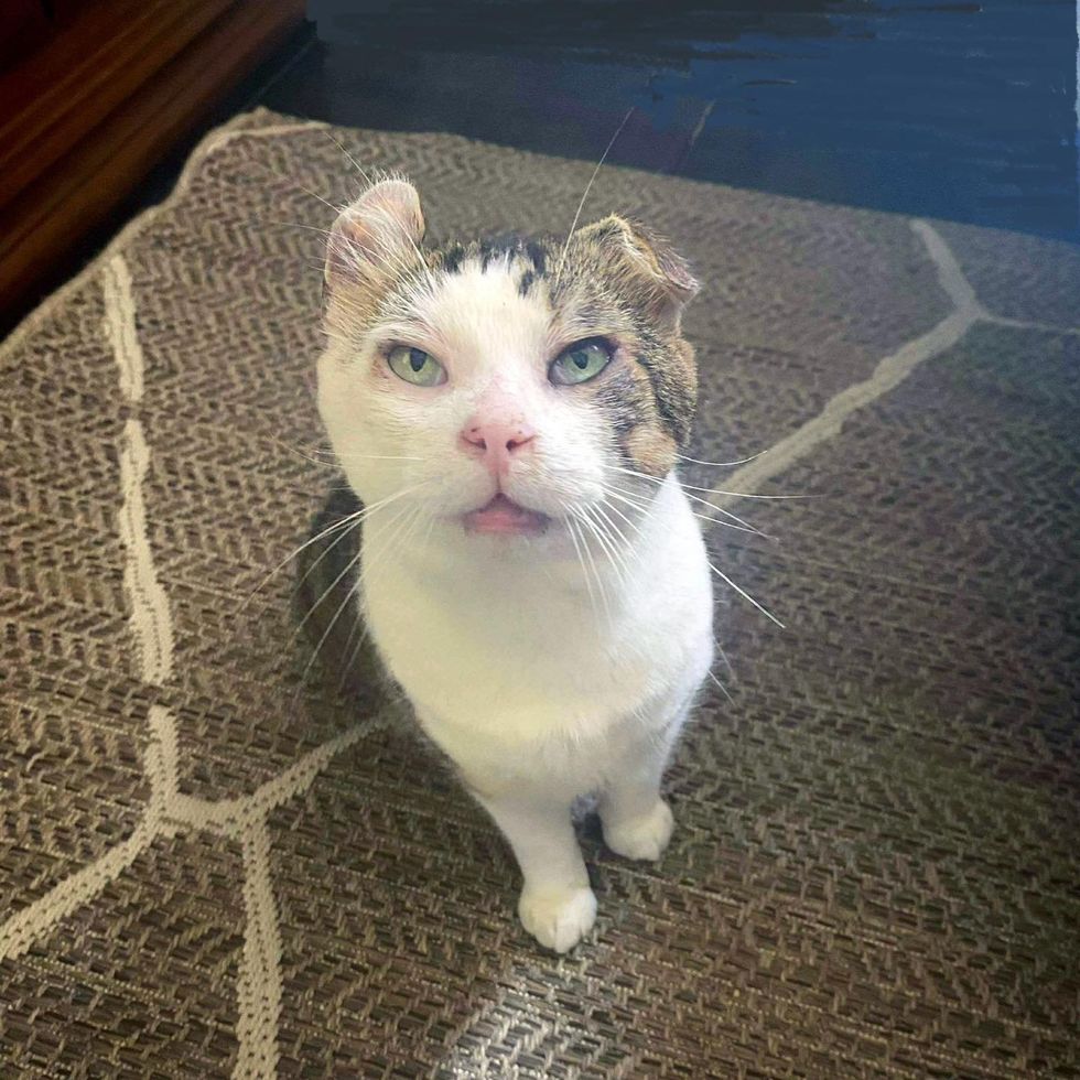 cat crinkled ear happy