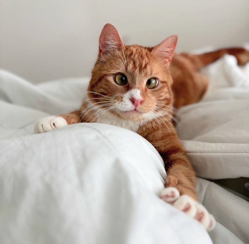 cat cross eyed happy