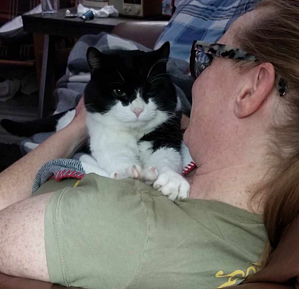 cat cuddle bug kneading