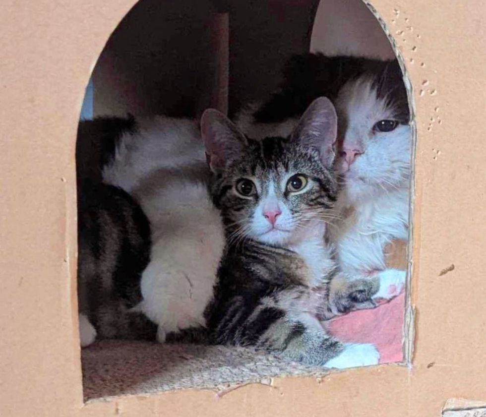 cat cuddles kitten friends