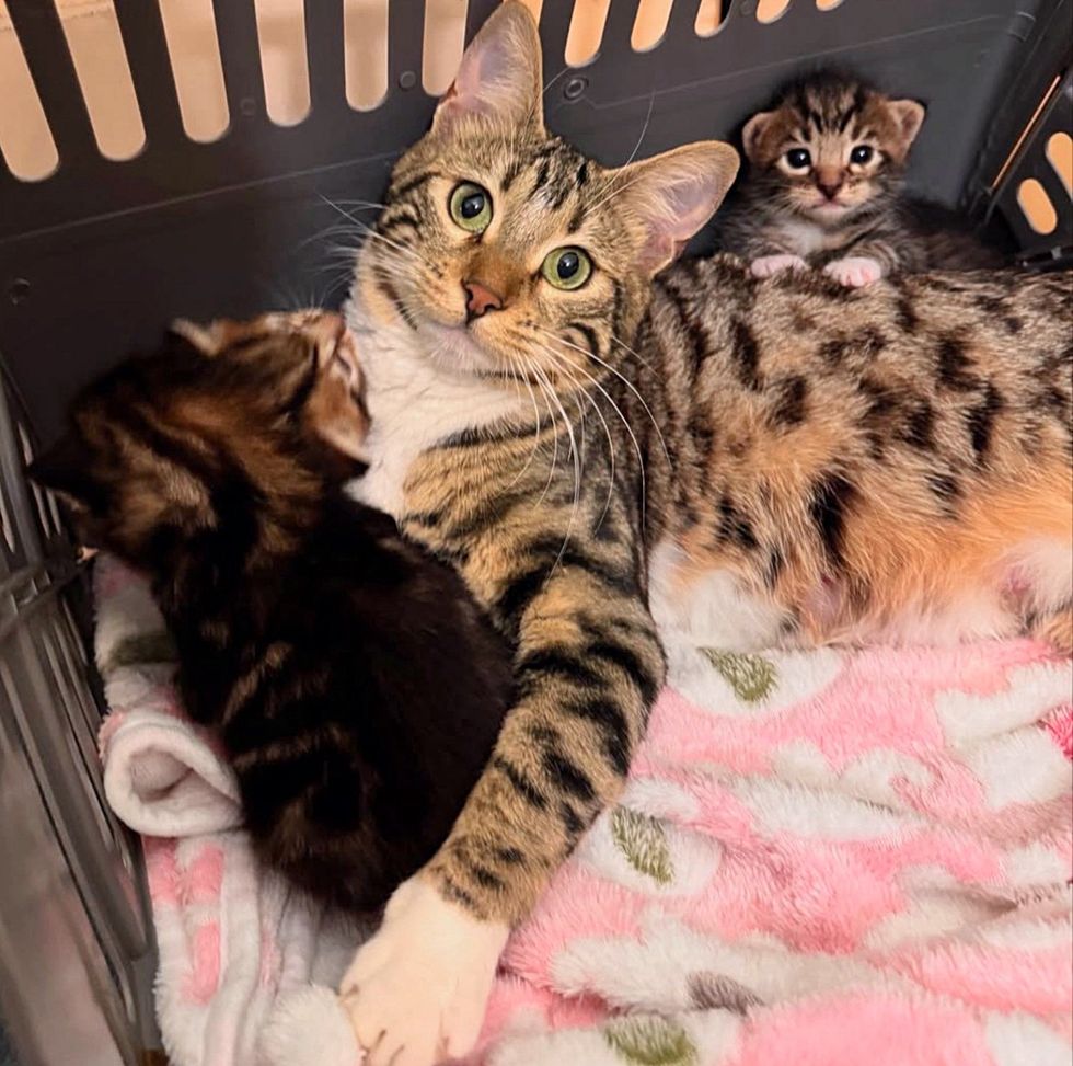 cat cuddles kitten tabby