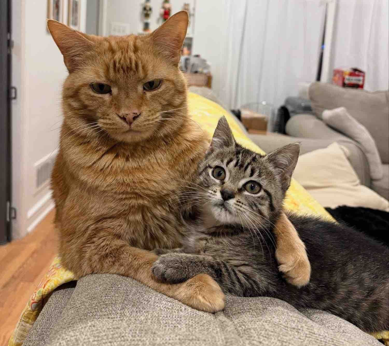 タビーの子猫と犬