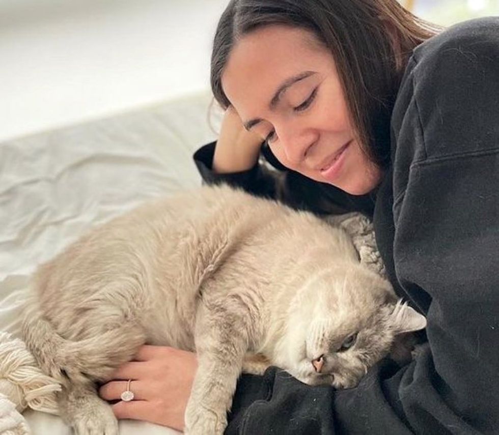 cat cuddles sir lewis