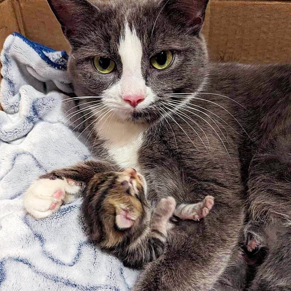 cat cuddling tabby kitten