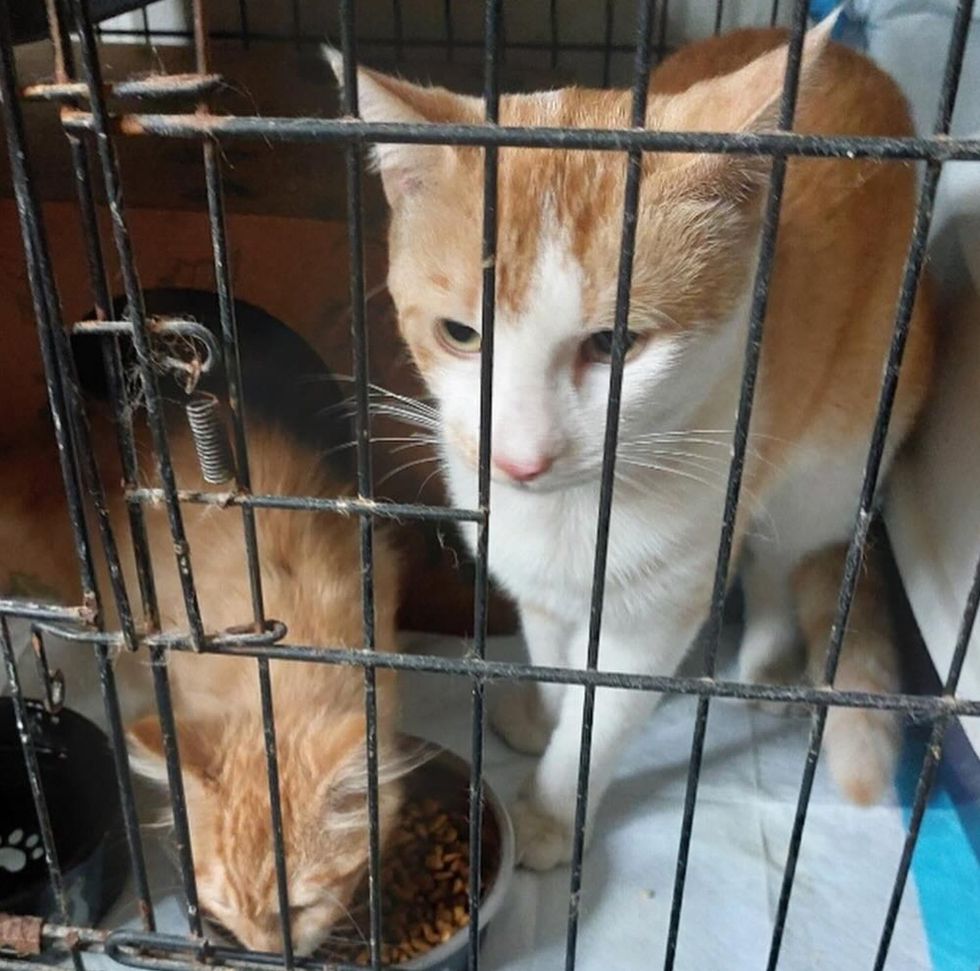 cat dad kitten son rescued