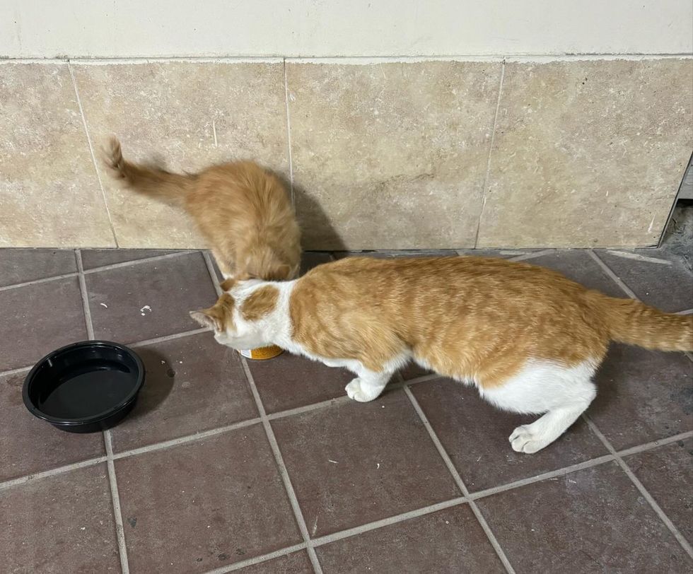 cat dad kitten son street