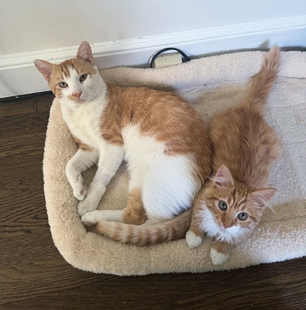 cat dad kitten son
