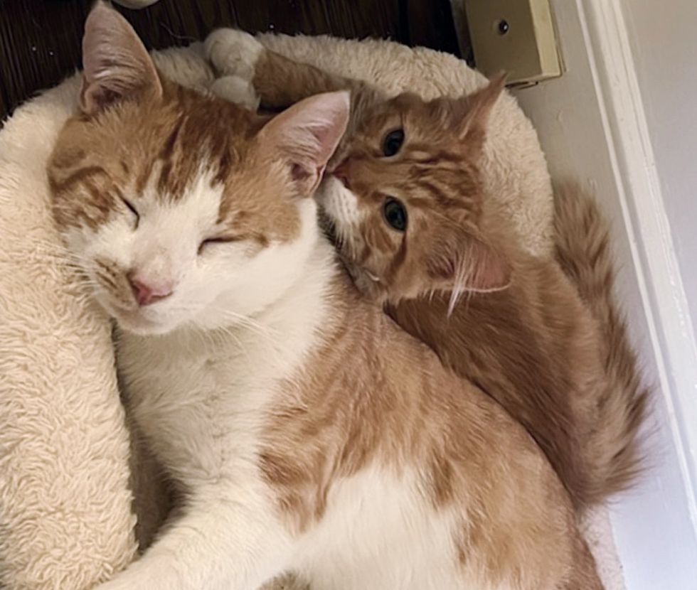 cat dad kitten son