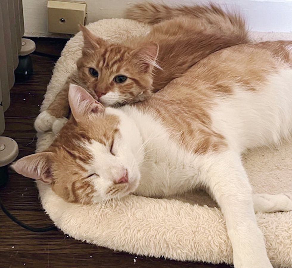 cat dad son kitten