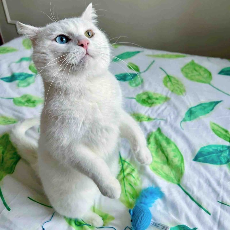 cat different colored eyes standing