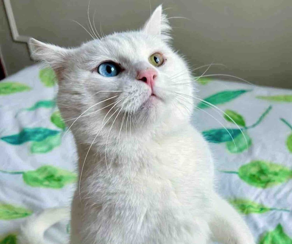 cat different colored eyes