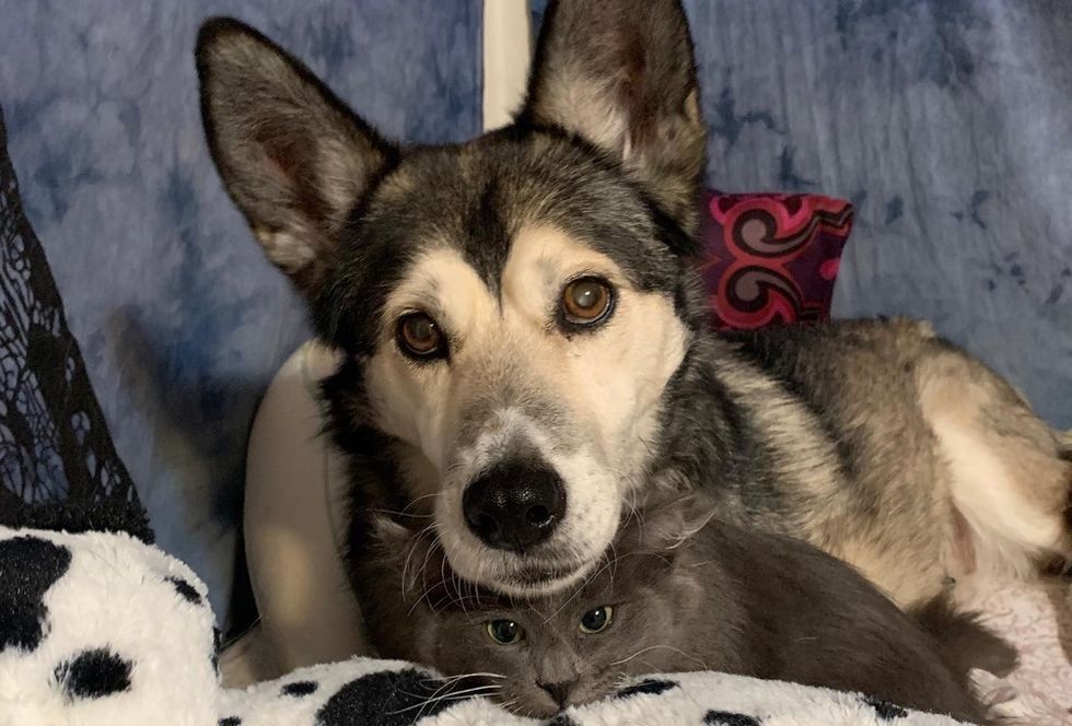 cat, dog, cuddly friends