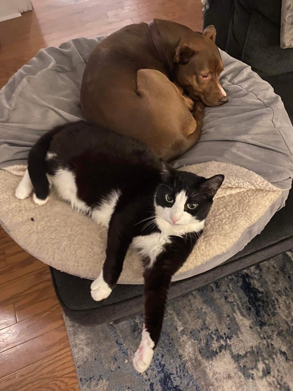 cat dog friends