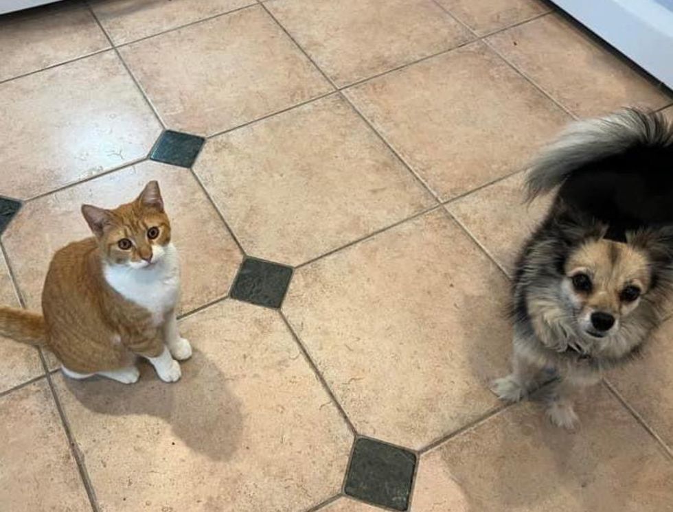 cat dog friends