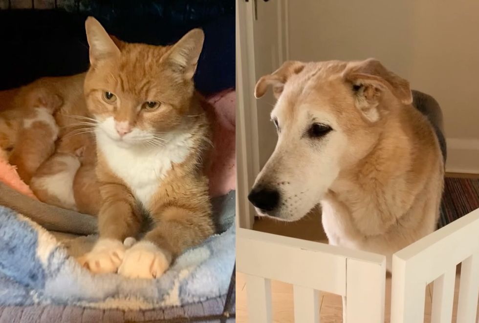 cat dog kittens