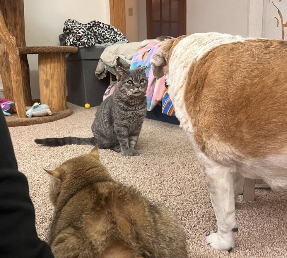 cat dog meeting