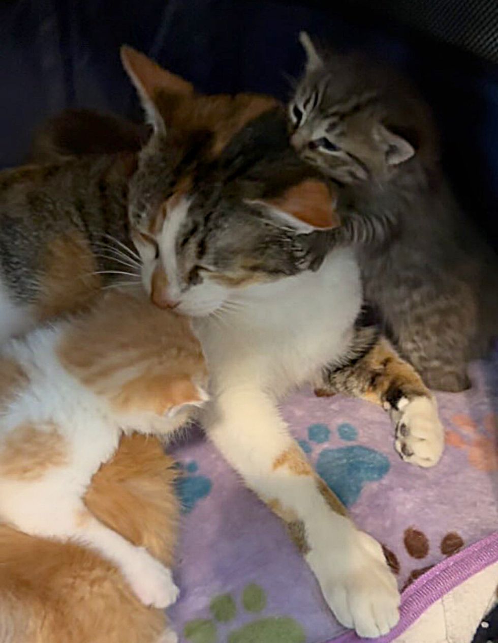 cat doting on kittens