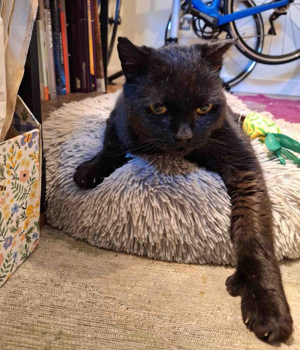 cat extra toes indoors
