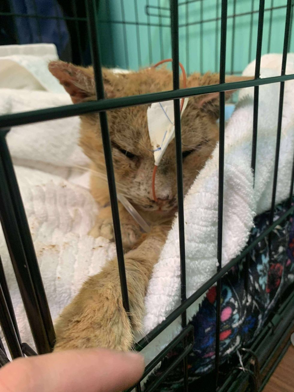 cat feeding tube paws