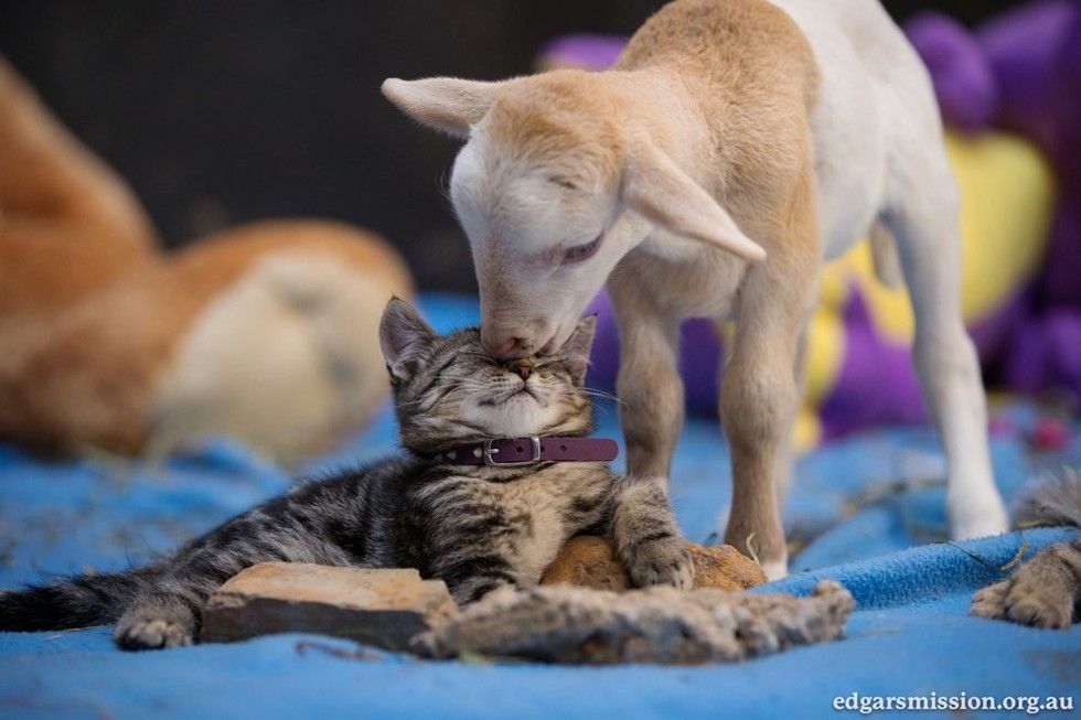 cat finds comfort in lamb